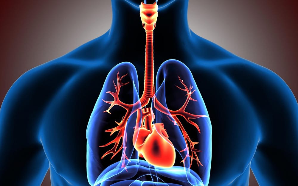 what-is-the-respiratory-system