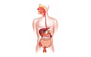 how-your-oral-microbiome-affects-your-health-Bradford-Family-Dentistry