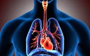 what-is-the-respiratory-system