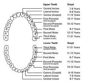 permanent teeth chart