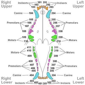 A dental chart diagram featuring a dog's oral structure.