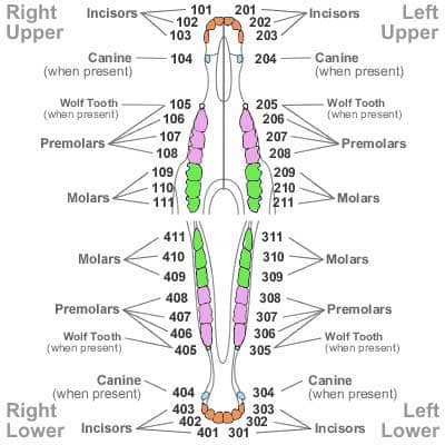 A comprehensive horse dental chart illustrating the different parts of a equine's oral anatomy.