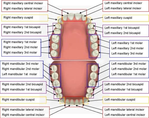 tooth chart positioning image