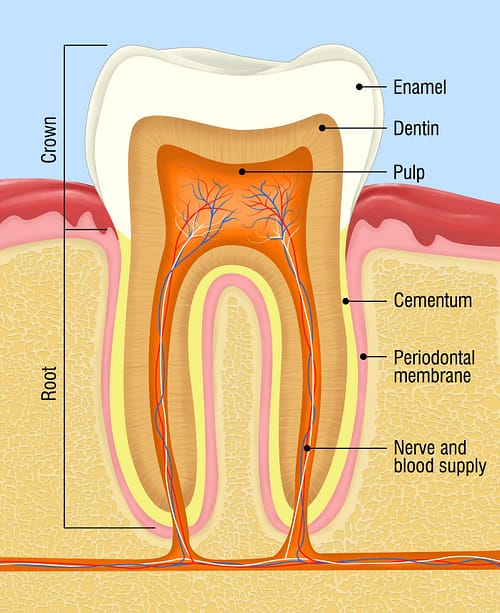 Root Canal Bradford